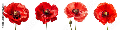 Collection set of poppy flowers isolated on transparent background