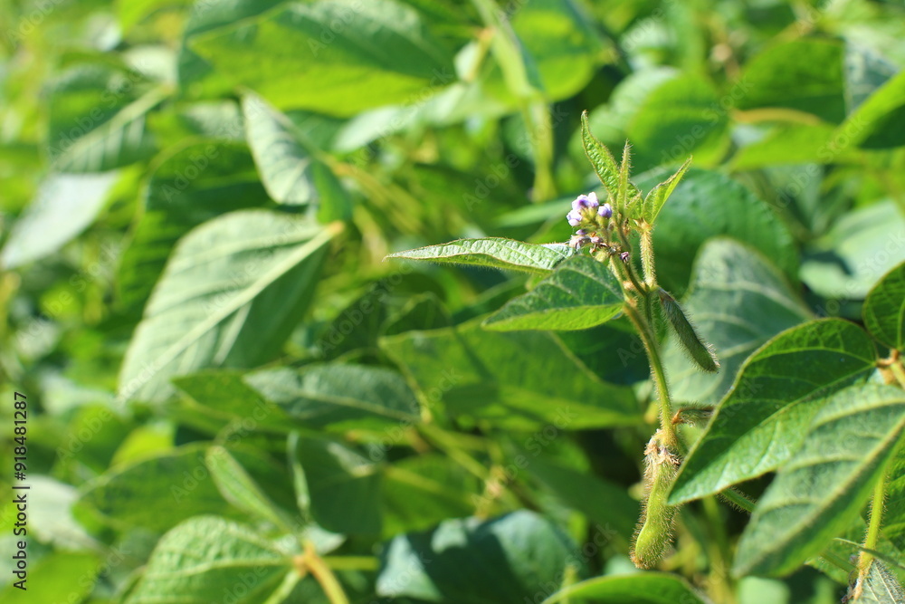 Soybean fields. Young green soybean pods and legume flowers at sunrise. Blurred background. Concept of good harvest, world food crisis.