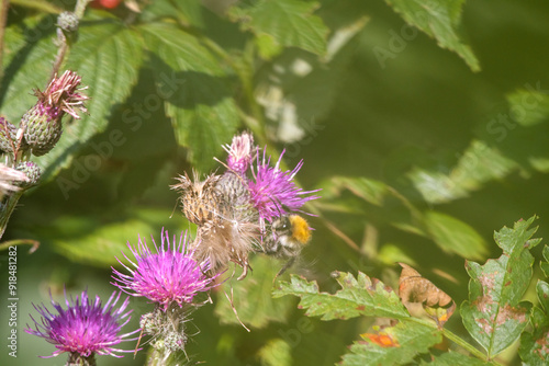  bumblebee on one of the thistle flowers