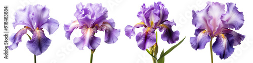 Collection set of purple iris flowers isolated on transparent background photo