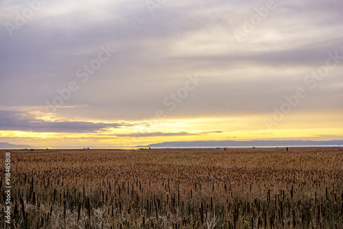 Tranquil, calm, mystical, subdued, and serene scene of a wetland estuary along a river delta at the Skagit Wildlife Area, Skagit County, Mount Vernon, Washington State, USA photo