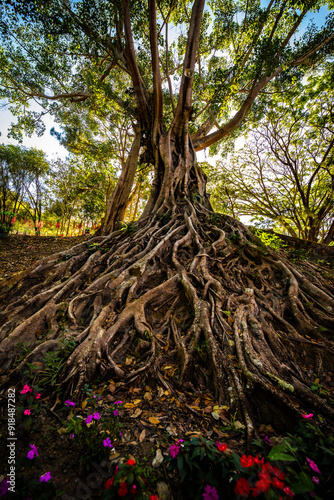 Ancient tree with roots from the ground in a tropical park