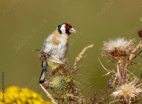 Goldfinch pulling the seeds from a thistle to eat with beautiful natural background