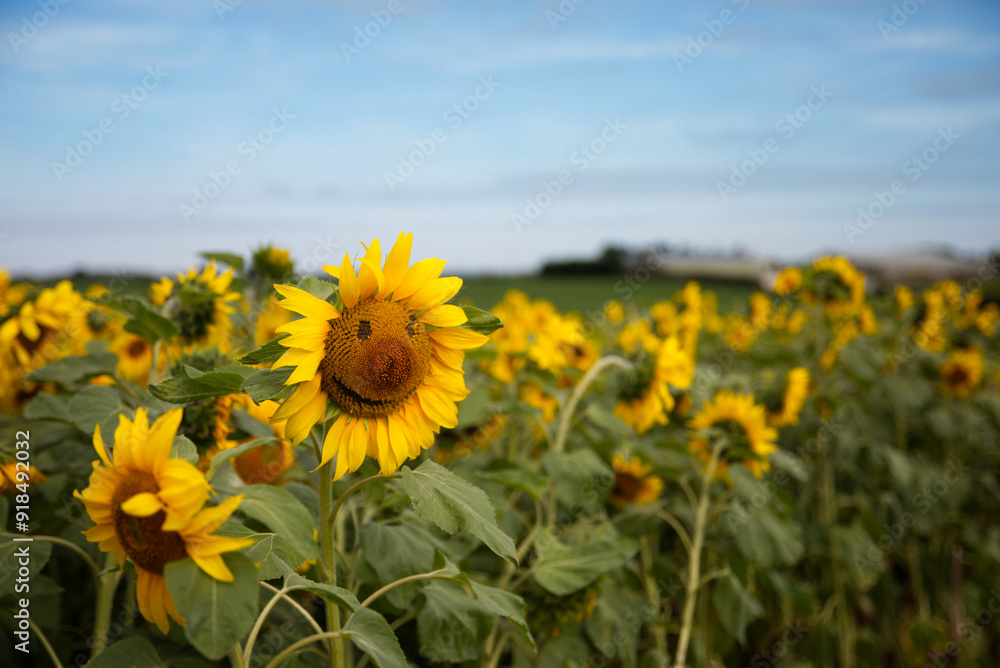 Field of sunflowers, on a sunny day. A happy sunflower. Field of sunflowers, on a sunny day. A happy sunflower.