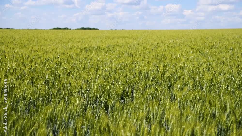 Field of wheat on a summer day Field of wheat on a summer day