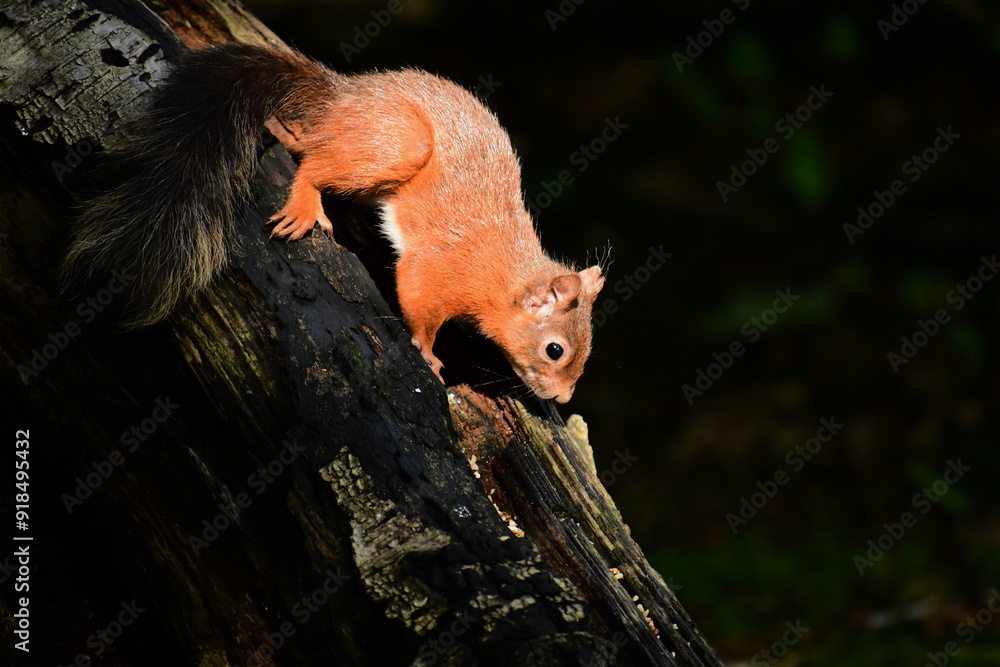 Obraz premium squirrel in the tree