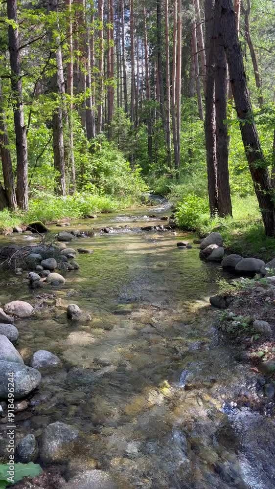 stream in the forest stream in the forest