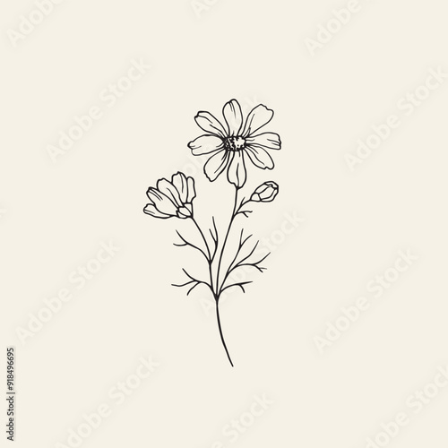 Hand drawn cosmos flower illustration