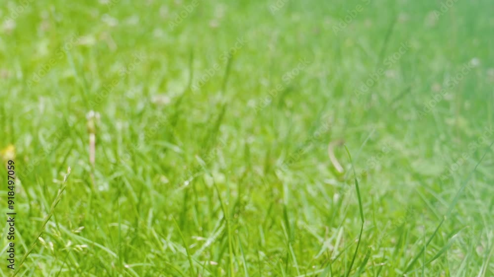 a little girl walks in sandals on the grass, close-up of a baby girl in a dress walking on the grass in white sandals a little girl walks in sandals on the grass, close-up of a baby girl in a dress walking on the grass in white sandals
