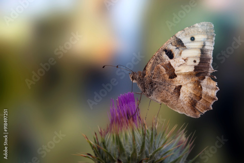 Butterfly. Chazara briseis. Hermit. Colorful nature background.  photo