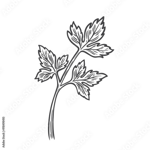 Parsley line drawing