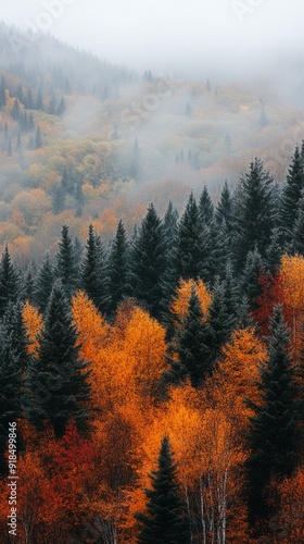 A forest with trees in autumn colors