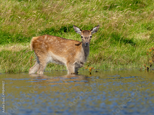 Red deer fawn enjoying cooling down in the water by the grass