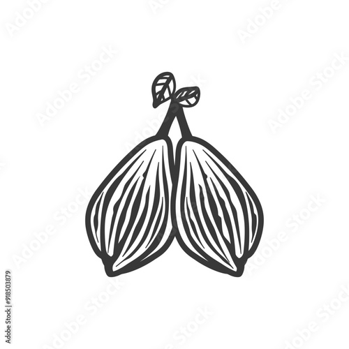 Hand drawn illustration of two figs with leaves