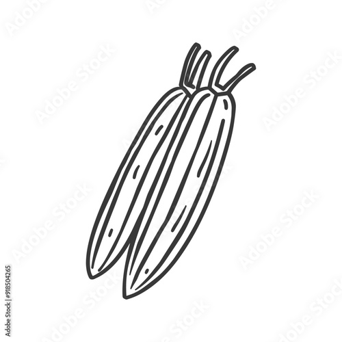 Hand Drawn Sketch of Two Corn Cobs