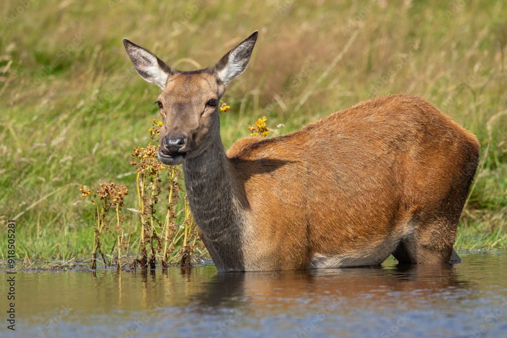 Fototapeta premium Red deer hind in the water in the pond on a hot day