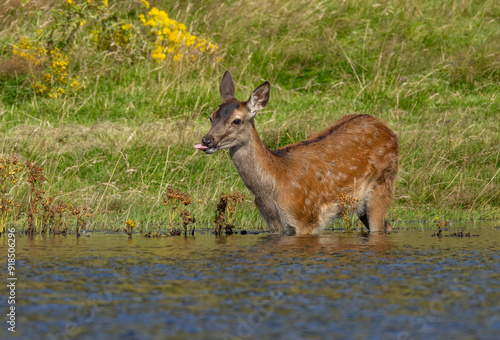 Red deer hind in the water in the pond on a hot day