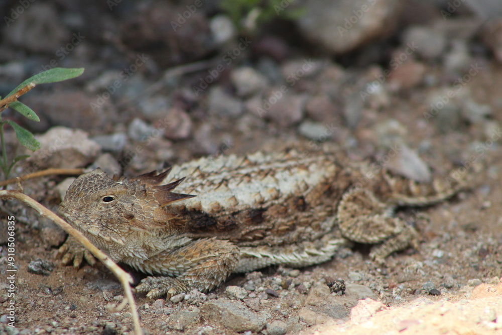 Obraz premium Horny toad on the ground