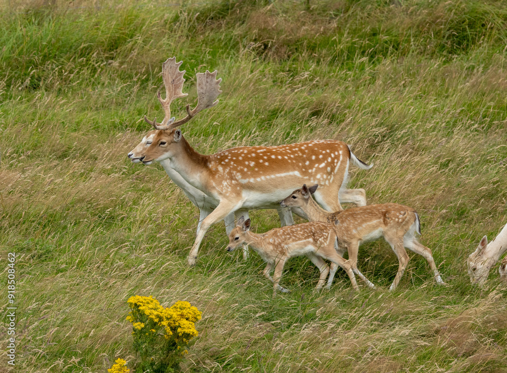 Small herd of fallow deer and fawns in the meadow Small herd of fallow deer and fawns in the meadow