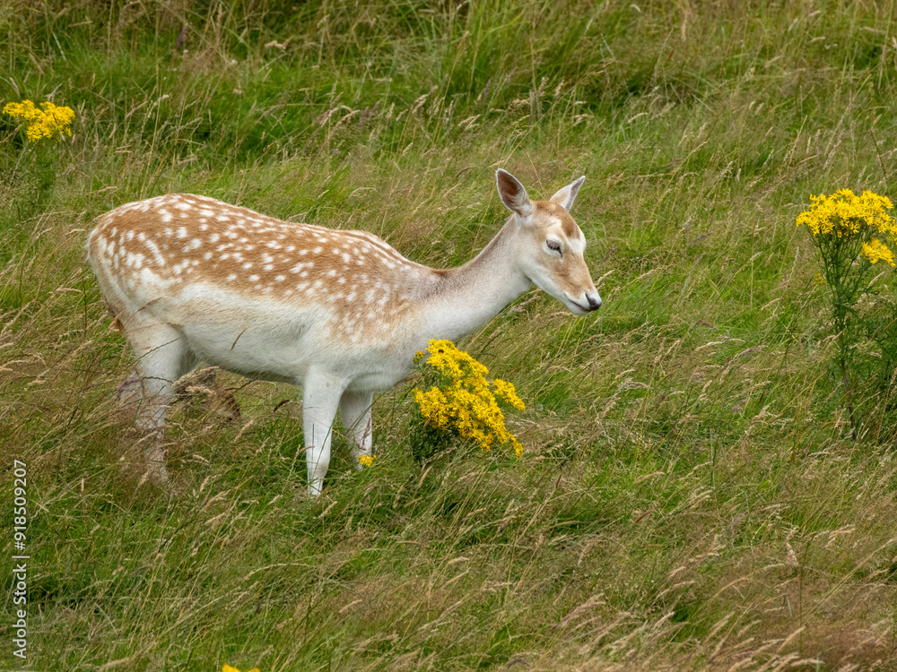 Fallow deer with beautiful white spotted back in the grassy meadow Fallow deer with beautiful white spotted back in the grassy meadow