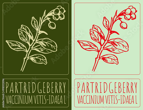 Vector drawing PARTRIDGEBERRY. Hand drawn illustration. Latin name is VACCINIUM VITIS-IDAEA L.
