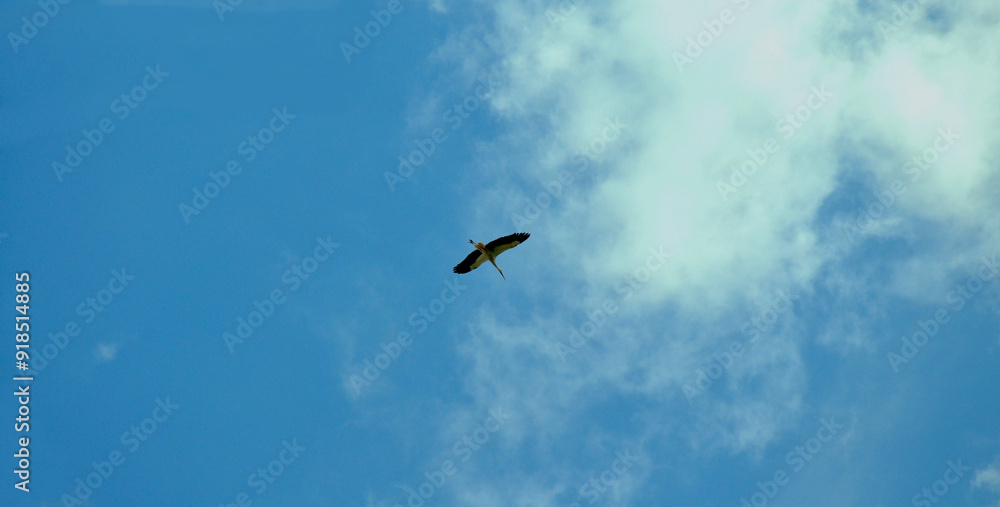 Majestic stork soaring through the blue sky with white clouds. Majestic stork soaring through the blue sky with white clouds.