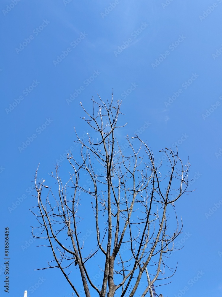 Obraz premium tree against sky