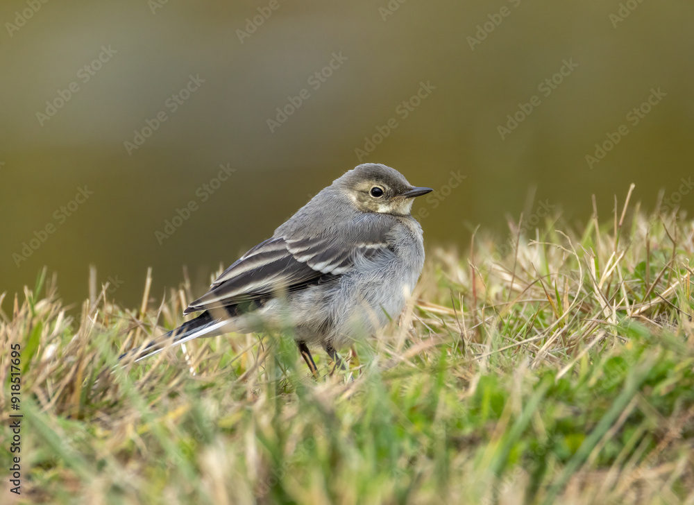 Juvenile pied wagtail bird foraging for bugs in the grass Juvenile pied wagtail bird foraging for bugs in the grass