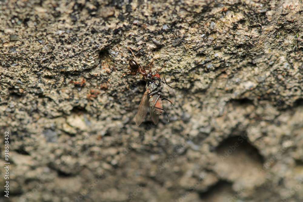 Fototapeta premium formica fusca ant insect macro photo