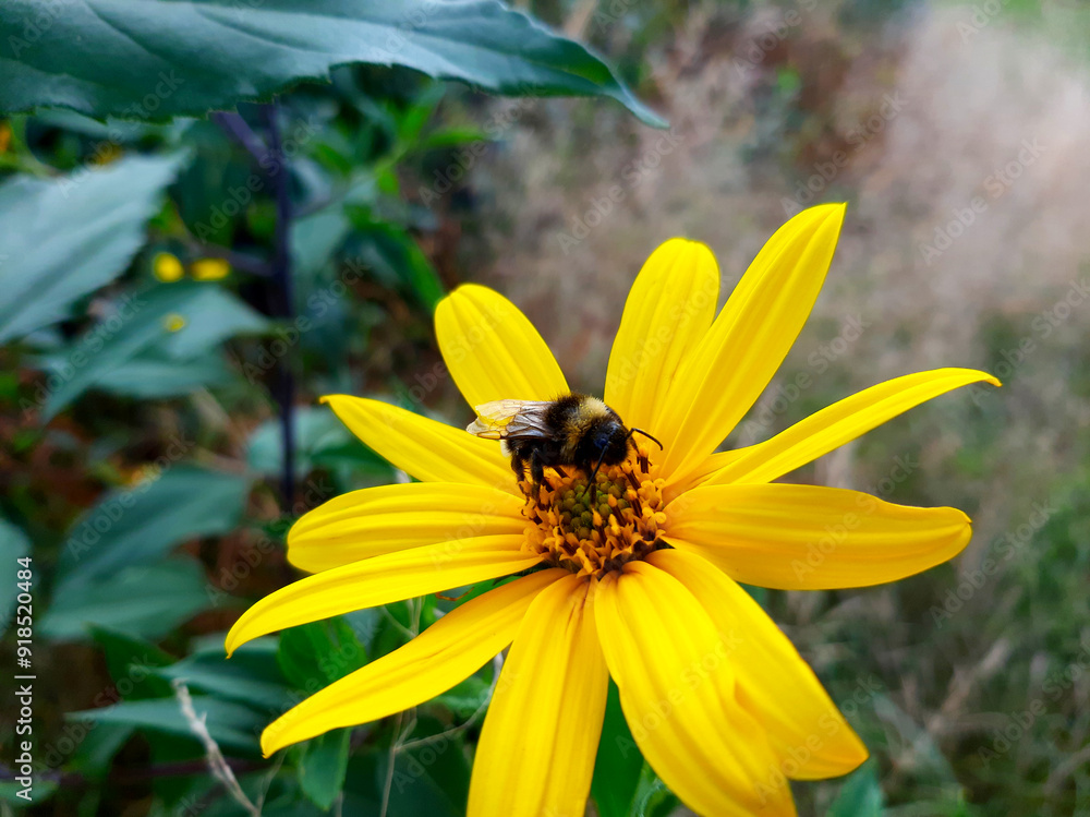 Bumblebee Foraging on a Bright Yellow Aster Flower in a Vibrant Garden Setting Bumblebee Foraging on a Bright Yellow Aster Flower in a Vibrant Garden Setting