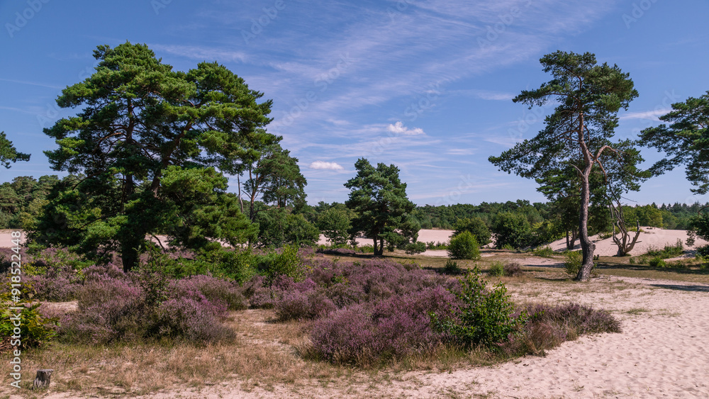 Blooming heather in the Soesterduinen nature reserve, which was formed by advancing land ice in the penultimate ice age. Blooming heather in the Soesterduinen nature reserve, which was formed by advancing land ice in the penultimate ice age.