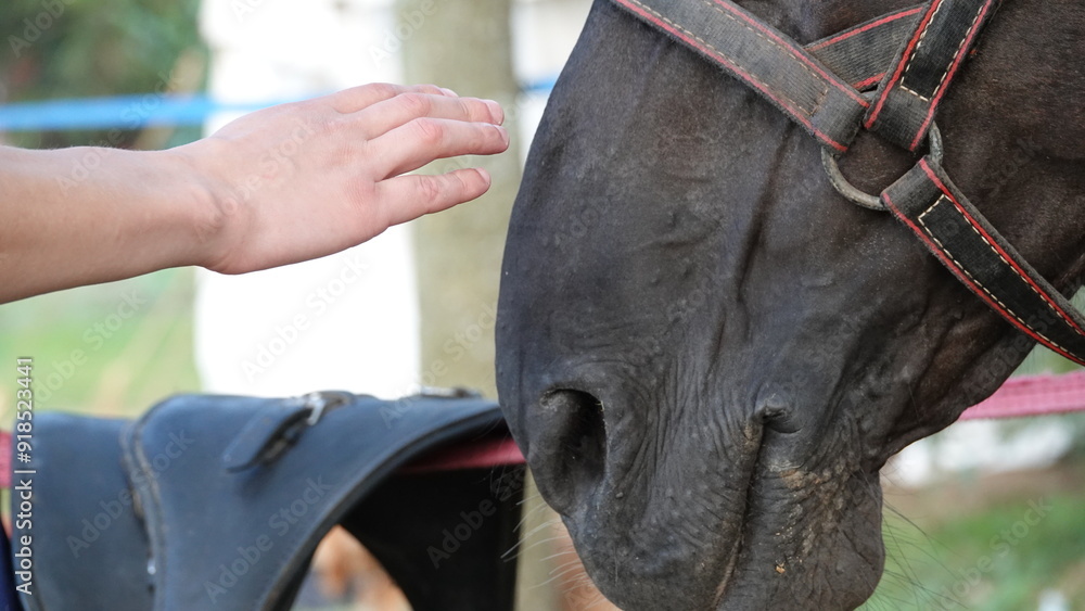 Fototapeta premium A human hand reaches out to stroke a horse's muzzle. Michelangelo's 