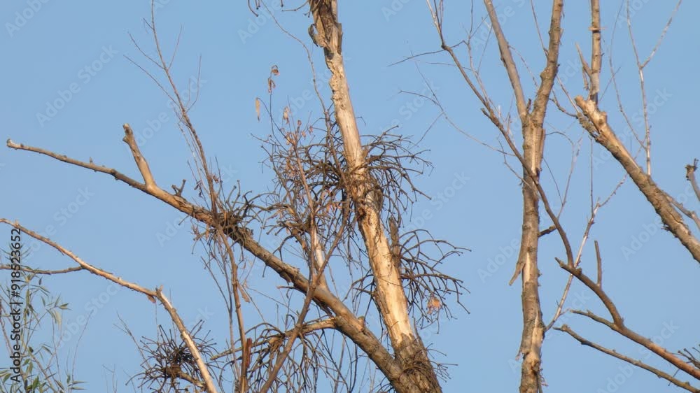 Great Spotted Woodpecker (Dendrocopos Major) on a tree climbs up trunk in long shot against sky Great Spotted Woodpecker (Dendrocopos Major) on a tree climbs up trunk in long shot against sky
