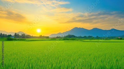 Sunset Over Harvest-Ready Paddy