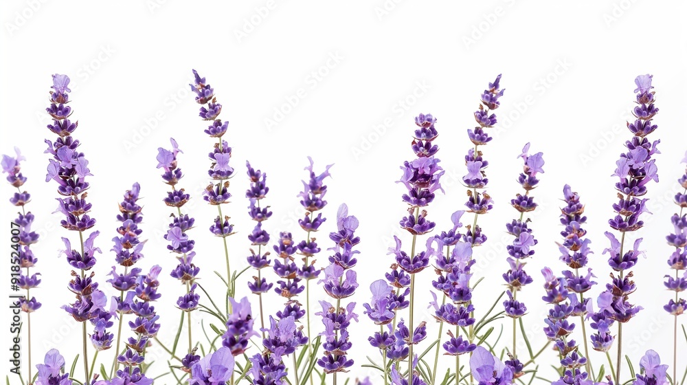 Naklejka premium Lavender plant on white background, Lavender flowers, on white background
