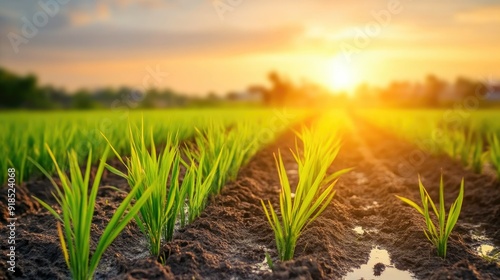 Young Rice Plants in Serene Field