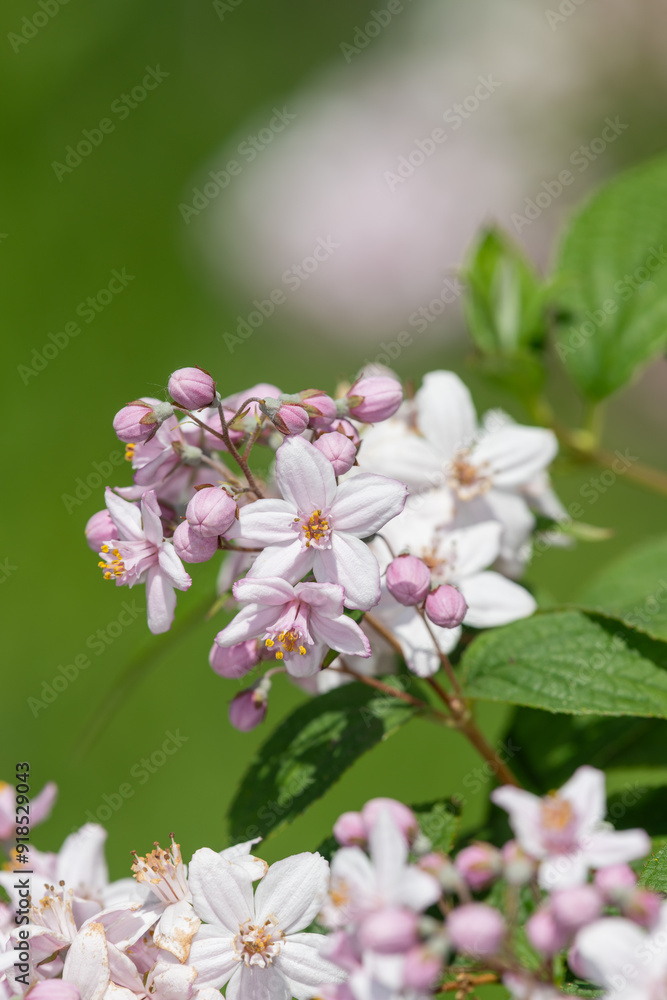 Close up of Deutzia x hybrida Mont Rose flowers in bloom Close up of Deutzia x hybrida Mont Rose flowers in bloom