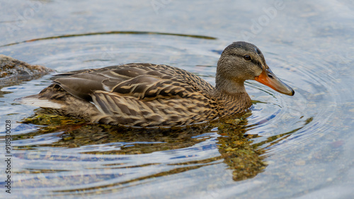 Wild Mallard Duck Swimming in Clear Water