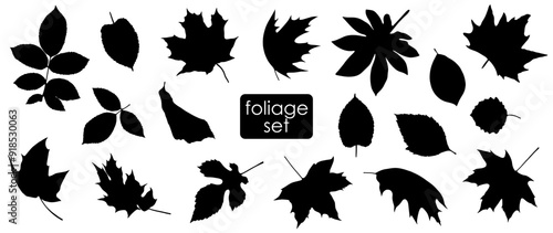Big set of leaf silhouettes. Isolated shapes on white background. Collection of leaves of fern, maple, chestnut, birch, rowan, oak, willow, lilac, aspen, ash, ginkgo biloba. Stock vector illustration