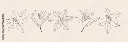 Collection of simple delicate hand drawn flowers in line art style. Trendy vector botanical sketch illustration on white background 