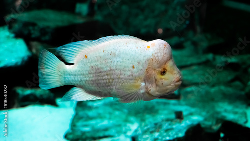 Midas Cichlid Swimming in a Hotel Aquarium
