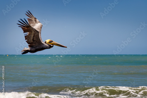 Close-up profile shot of pelican flying over the sea in Cartagena, Colombia