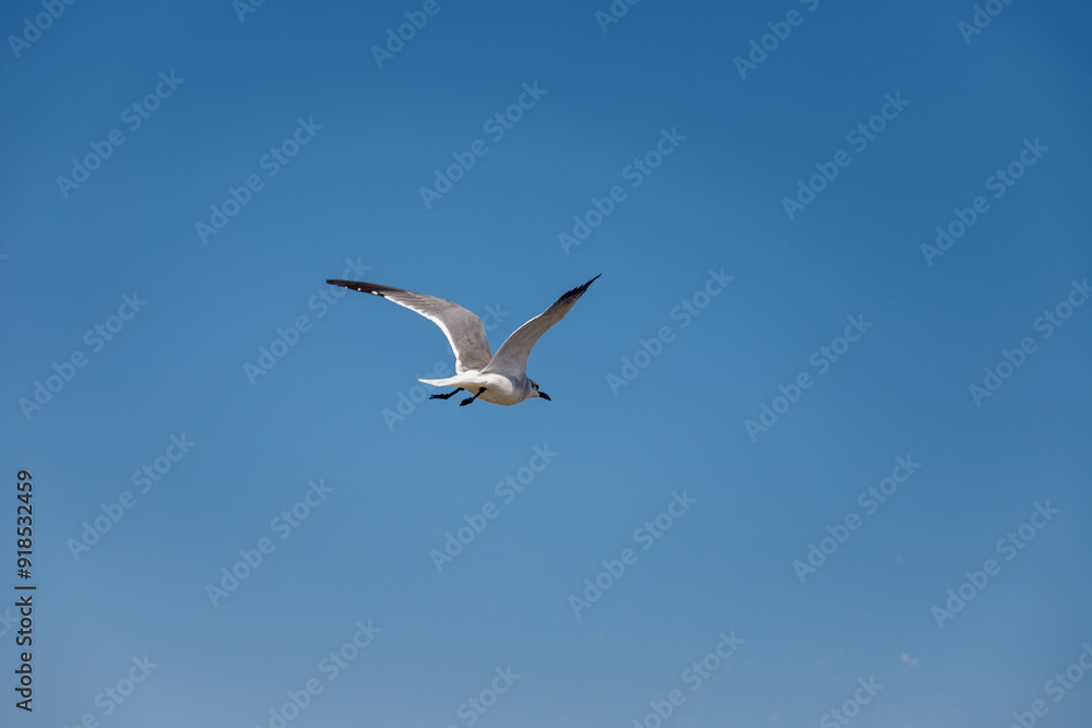 Obraz premium Seagull flying against blue sky