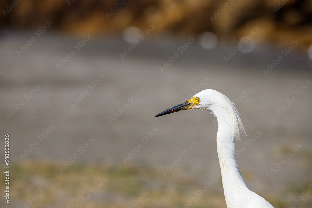 Close-up of snowy egret on a beach in Cartagena, Colombia Close-up of snowy egret on a beach in Cartagena, Colombia