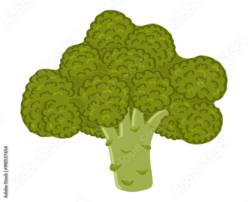 Hand drawn broccoli on white background. Botanical vector illustration of green vegetable