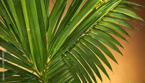 Feuille de palmier en gros plan