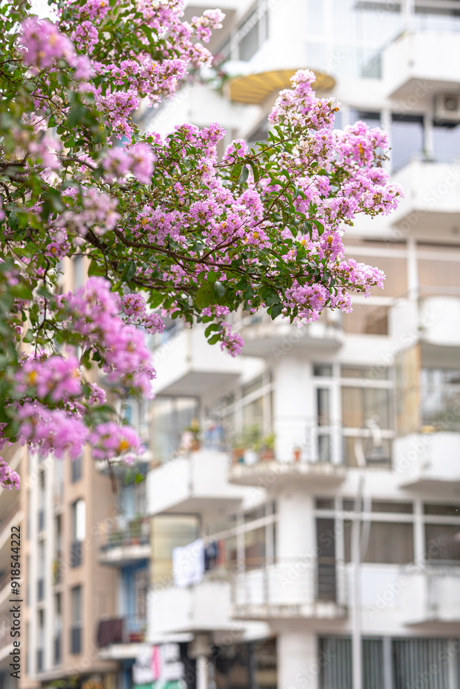 Pink flowers against a white building with balconies. Pink flowers against a white building with balconies.