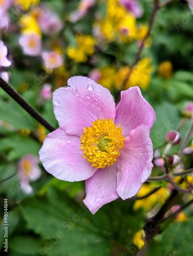 Rosa Herbstanemone