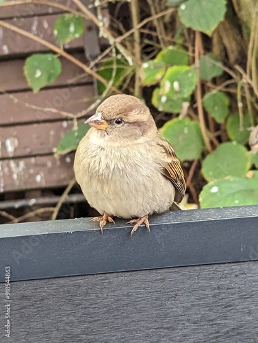 Ein Spatz als hungriger Zaungast 