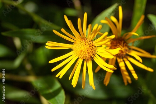 Willowleaf yellowhead, Pentanema salicinum photo